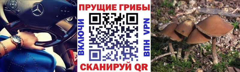 где можно купить   Никольск  Галлюциногенные грибы Magic Shrooms 